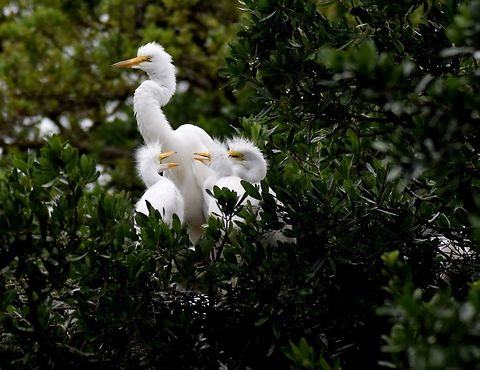 Great Eastern Egret Mama and babies taken St. Augustine Fl at a bird rookery Ardea alba,Great egret