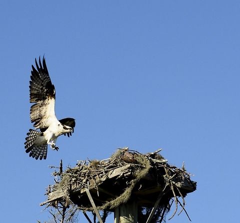 Mama Osprey Landing Mama and nest on Jekyll Island, GA Osprey,Pandion haliaetus,osprey landing nest