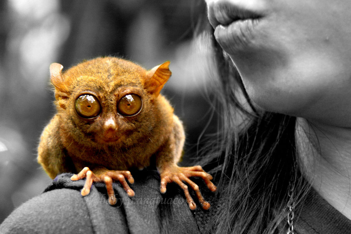 tarsier-selective color tarsier from Bohol, Philippines<br />
selectively colored in Photoshop Bohol,Carlito syrichta,Geotagged,Philippine Tarsier,Philippine tarsier,Philippines,Tarsius syrichta,selective-color,tarsier