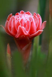 torch ginger torch ginger lily or Etlingera elatior Etlingera elatior,Geotagged,Philippines,Spring,flower,lily,torch ginger,tropical