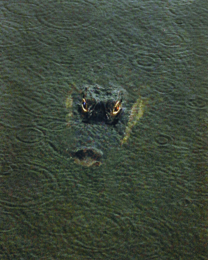 Gator This big guy just appeared coming out of the swamp at a wildlife preserve near Key Largo Florida.  Alligator mississippiensis,American Alligator,Geotagged