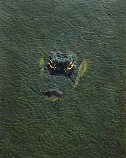 Gator This big guy just appeared coming out of the swamp at a wildlife preserve near Key Largo Florida.  Alligator mississippiensis,American Alligator,Geotagged