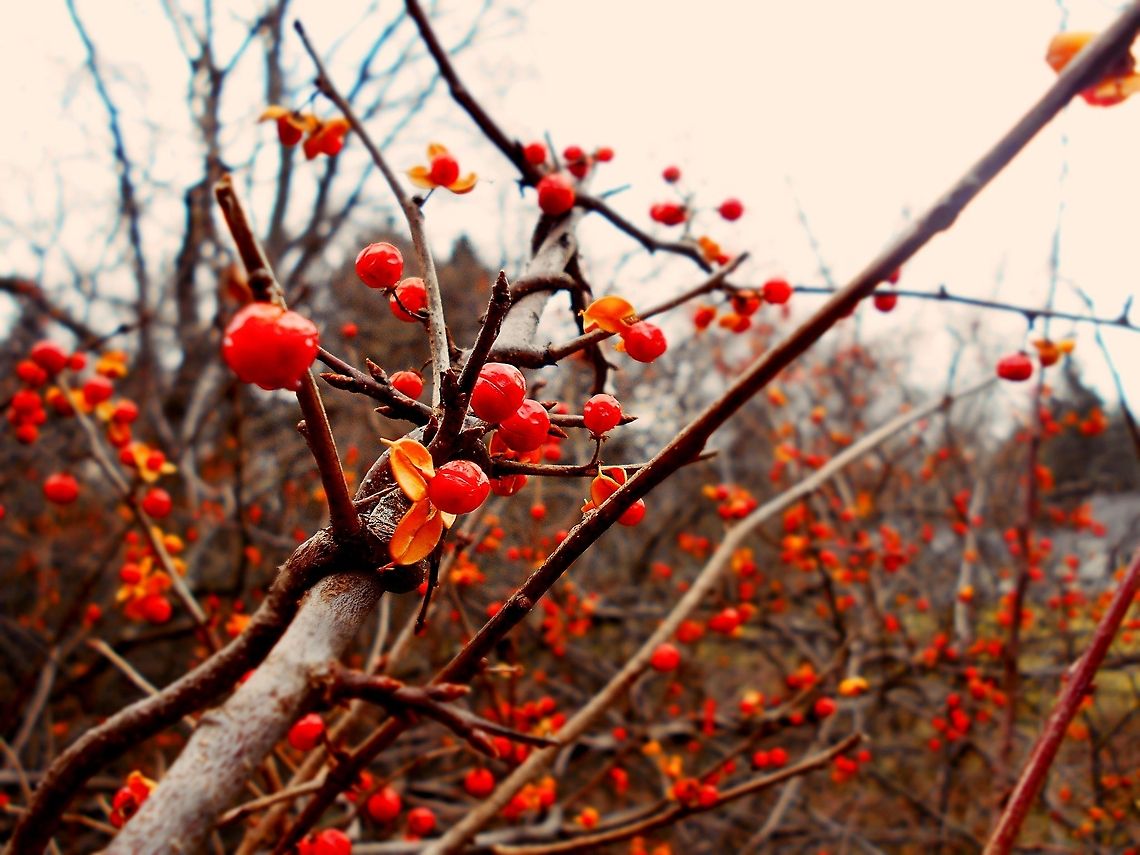 Branches & Berries A collection of spiny branches lined with bright red berries fresh out of their orange shell American Bittersweet,Celastrus scandens,Geotagged,United States,United States of America,berries,branches,orange,red