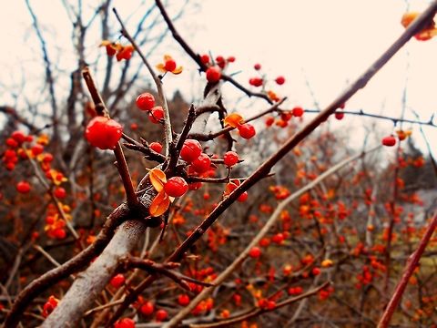 Branches & Berries A collection of spiny branches lined with bright red berries fresh out of their orange shell American Bittersweet,Celastrus scandens,Geotagged,United States,United States of America,berries,branches,orange,red