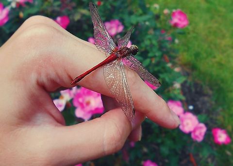 A New Friend This is but one of twelve photos this little guy posed for me in, they all turned out pretty well.   Geotagged,Ruby Meadowhawk,Sympetrum rubicundulum,United States,dragon fly,hand,pink,red,roses