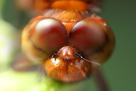 Neurothemis fluctuans In Indonesia we call it Capung Neurothemis fluctuans,Red Dragon Fly,Red Grasshawk,Robber Fly
