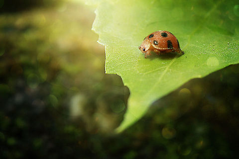 Epilachna sp.  Geotagged,Indonesia,Summer,ladybug,ladyfly