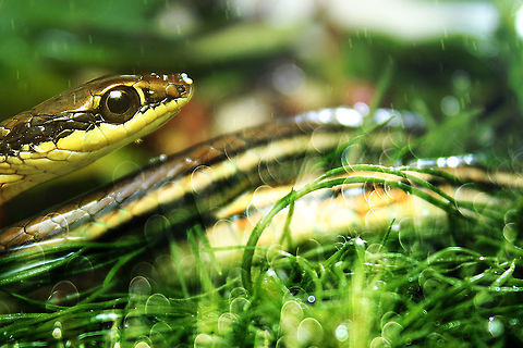 Dendrelaphis pictus I love taking pictures, 
but not an expert on animals, 
Thank you for your input and improvement

My Best Regards Dendrelaphis pictus,Geotagged,Indonesia,Painted Bronzeback,Summer,Winter