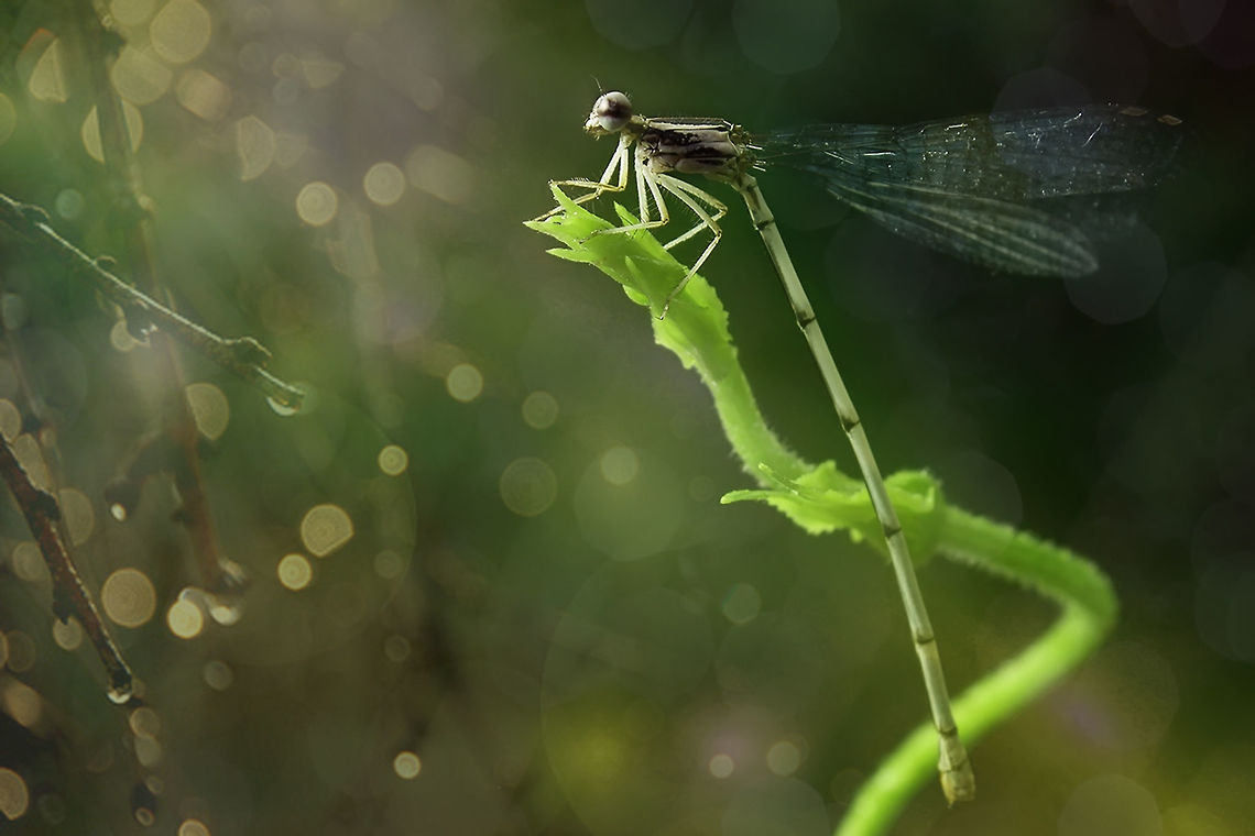 After Rain Copera sp. (vittata or marginipes) Copera,Geotagged,Indonesia,damselfly