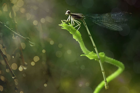 After Rain Copera sp. (vittata or marginipes) Copera,Geotagged,Indonesia,damselfly