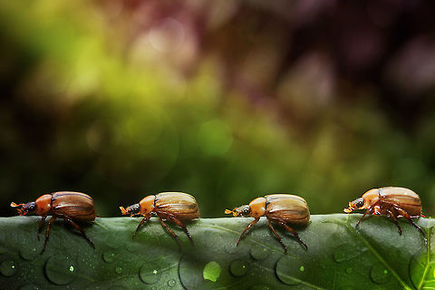 Troops Marching i am not sure what is the name of this bug,
it's just one, walking on leaves, I shot 4 times,
then make a single picture Geotagged,Indonesia,Summer