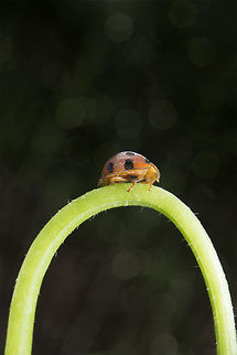 The Bridge of Life  Epilachna,Geotagged,Indonesia,Summer,Winter