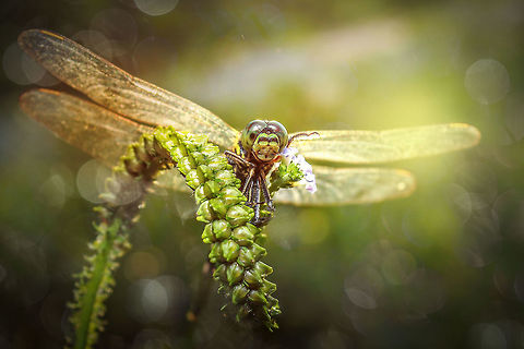 Dragon Fly ask you to the left  best photo,outstanding