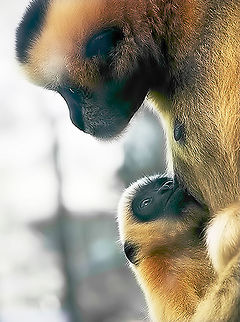 Gibbon_family  Nomascus leucogenys,Northern white-cheeked gibbon
