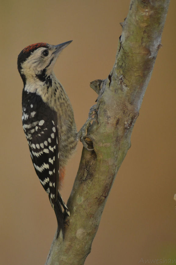 Fulvous- breasted woodpecker This is Photograph of Fulvous- breasted woodpecker.Finding food in the wood-log.Back ground color is redish because of Red Clay. Bird,Dendrocopos macei,Fulvous- breasted woodpecker,Fulvous-breasted Woodpecker,Geotagged,India,Woodpecker