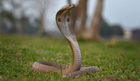 Closer to venom This is a Photograph of spectacle cobra. A close up shot During rescue this snake from locality.I tried to take it like wide angle. Geotagged,India,Indian Cobra,Indian Spectacle Cobra,Naja naja,Snake