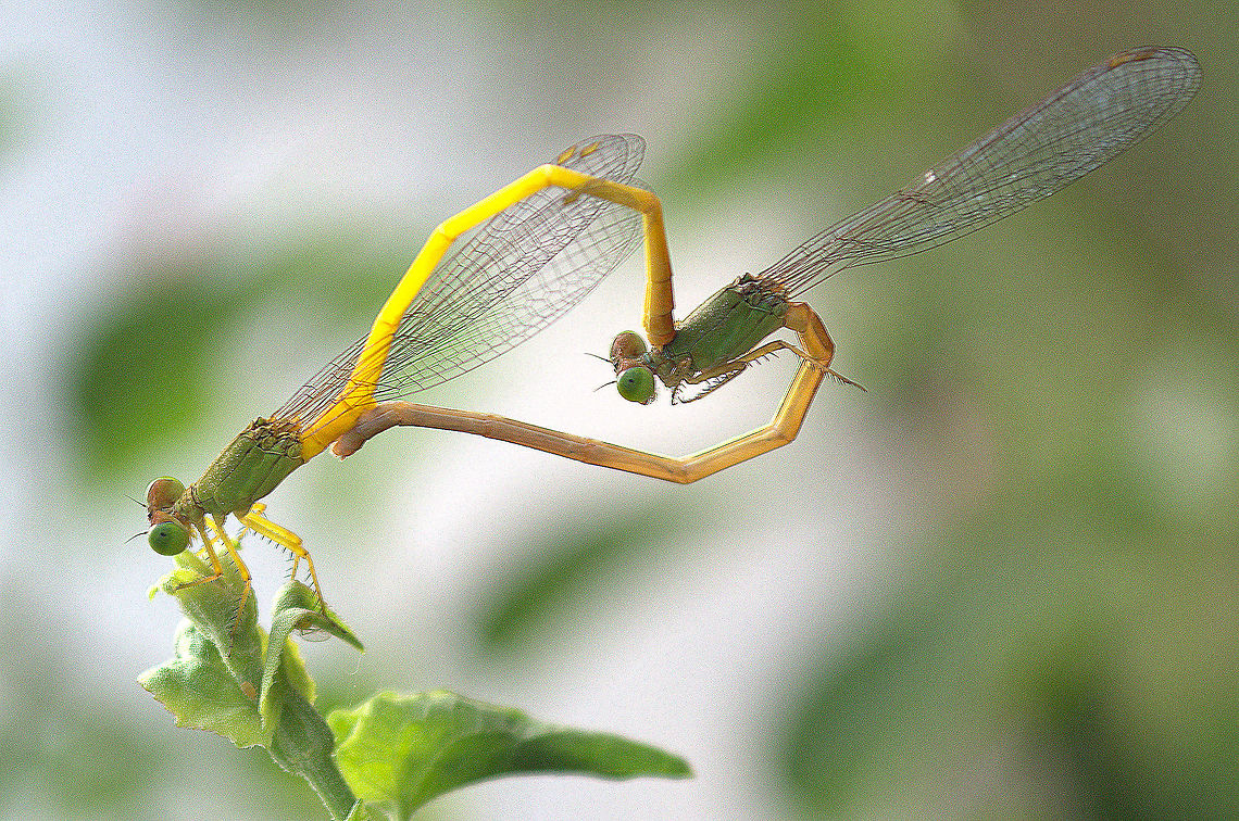 Love Ring Mating of damselfly.During the time of mating their tail and genital organ taking heart like shape.The sign of love. Ceriagrion coromandelianum,Common Winter Damselfly,Dameselfly,Dragonfly,Geotagged,India,Love,Macro,Mating,Sympecma fusca,Yellow waxtail