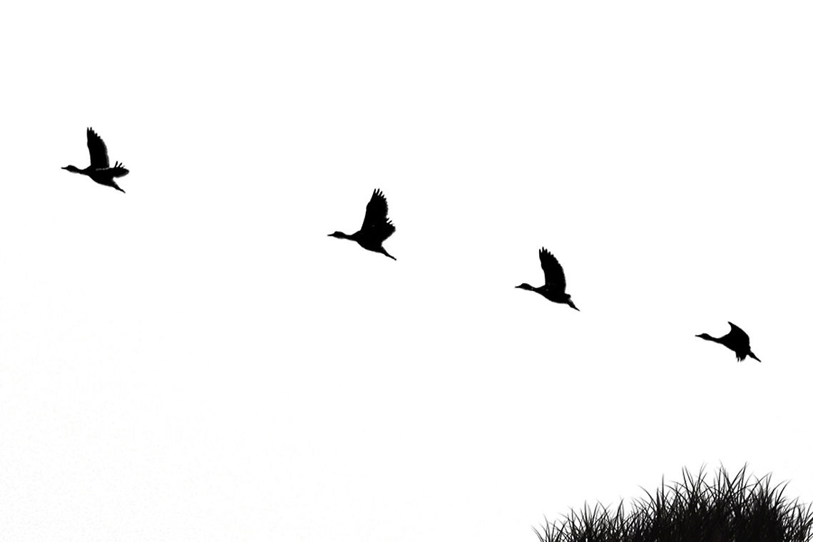 Flying away Camera- Nikon D5100<br />
lens- tamron 70-300mm<br />
focal length- 230mm f-6.3 iso- 320 Shutter speed- 1/1000s<br />
<br />
High key image of migratory duck. They come in every winter. stay just 2 months. and then they flew away. Bird,Black and White,Dendrocygna javanica,Duck,Geotagged,High key,India,Lesser Whistling Duck