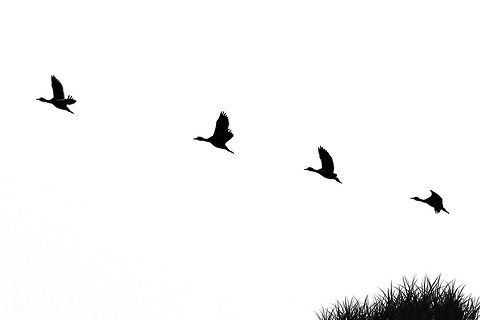 Flying away Camera- Nikon D5100
lens- tamron 70-300mm
focal length- 230mm f-6.3 iso- 320 Shutter speed- 1/1000s

High key image of migratory duck. They come in every winter. stay just 2 months. and then they flew away. Bird,Black and White,Dendrocygna javanica,Duck,Geotagged,High key,India,Lesser Whistling Duck