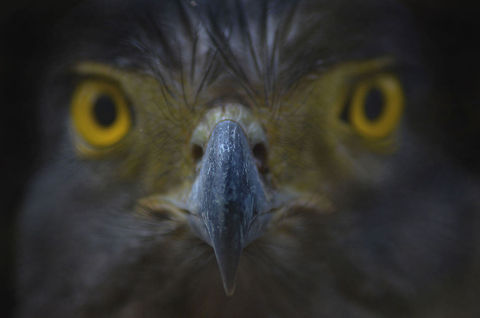 Eyes behind the sharp beak This photo of Crested Serpent Eagle was taken in extreme condition by climbing on the tree. tried to capture many time but failed.At last I give him a died rat.then he came closer to me. Beak,Birds,Crested Serpent Eagle,Eyes,Geotagged,India,Spilornis cheela