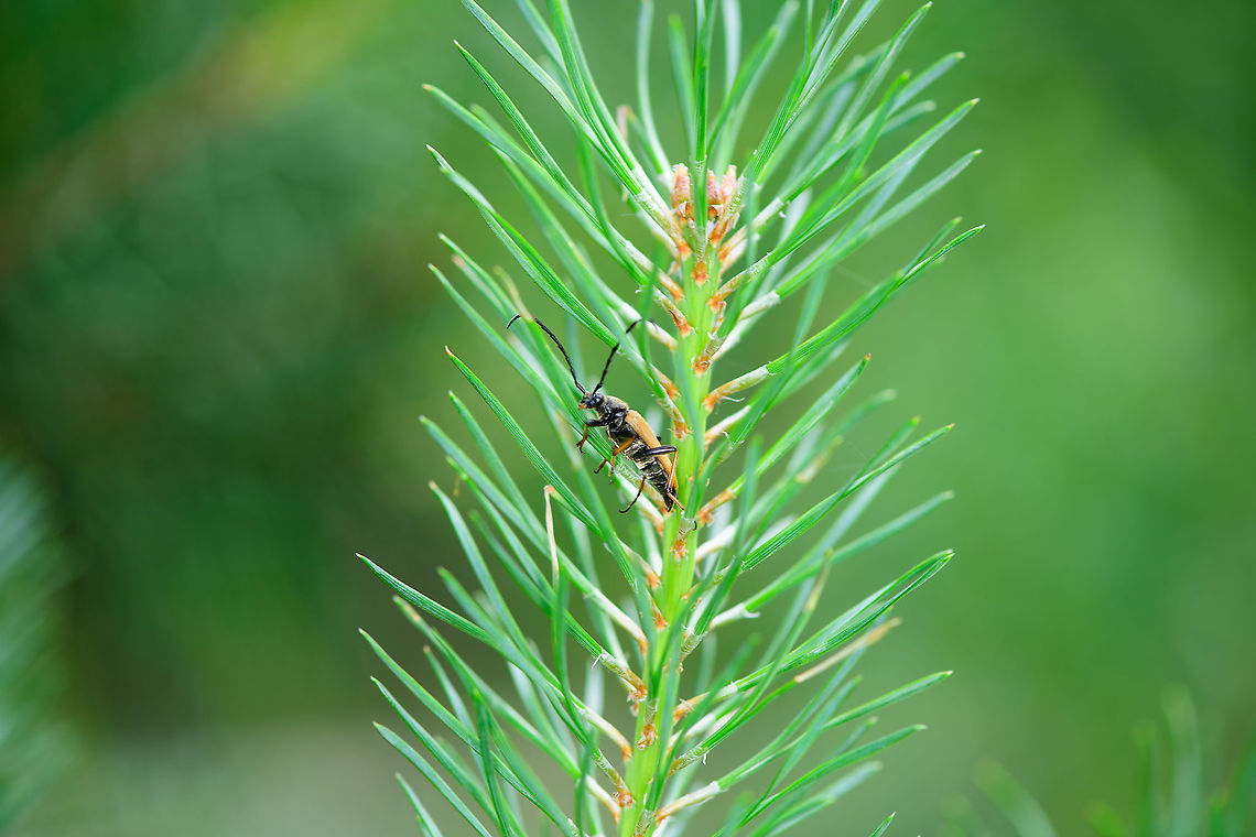 Red-brown Longhorn Beetle, Berghem, Netherlands  Berghem,Europe,Netherlands,Red-brown Longhorn Beetle,Stictoleptura rubra,World