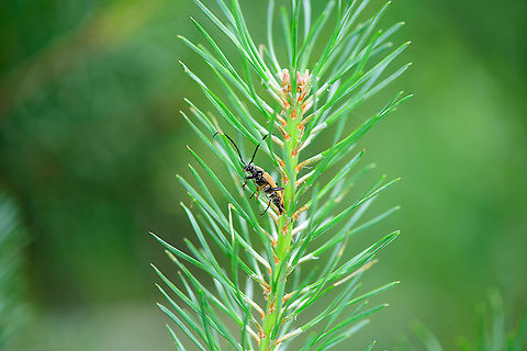 Red-brown Longhorn Beetle, Berghem, Netherlands  Berghem,Europe,Netherlands,Red-brown Longhorn Beetle,Stictoleptura rubra,World
