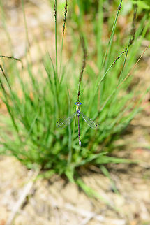 Emerald Damselfly - male, top view, Berghem, Netherlands Found near a small pond on a hot day. 
https://www.jungledragon.com/image/100007/emeral_damselfly_-_male_top_view_2_berghem_netherlands.html
https://www.jungledragon.com/image/100010/emeral_damselfly_-_male_side_view_berghem_netherlands.html
https://www.jungledragon.com/image/100009/emeral_damselfly_-_tandem_berghem_netherlands.html
https://www.jungledragon.com/image/100008/emeral_damselfly_-_tandem_-_closeup_berghem_netherlands.html Berghem,Emerald damselfly,Europe,Geotagged,Lestes sponsa,Netherlands,Summer,World