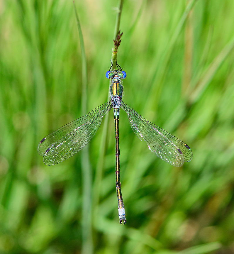 Emerald Damselfly - male, top view 2, Berghem, Netherlands Found near a small pond on a hot day. <br />
<figure class="photo"><a href="https://www.jungledragon.com/image/100006/emerald_damselfly_-_male_top_view_berghem_netherlands.html" title="Emerald Damselfly - male, top view, Berghem, Netherlands"><img src="https://s3.amazonaws.com/media.jungledragon.com/images/2/100006_thumb.jpg?AWSAccessKeyId=05GMT0V3GWVNE7GGM1R2&Expires=1759968010&Signature=%2BLTARuKxslwLXw2kJlHvVbRySxw%3D" width="102" height="152" alt="Emerald Damselfly - male, top view, Berghem, Netherlands Found near a small pond on a hot day. <br />
https://www.jungledragon.com/image/100007/emeral_damselfly_-_male_top_view_2_berghem_netherlands.html<br />
https://www.jungledragon.com/image/100010/emeral_damselfly_-_male_side_view_berghem_netherlands.html<br />
https://www.jungledragon.com/image/100009/emeral_damselfly_-_tandem_berghem_netherlands.html<br />
https://www.jungledragon.com/image/100008/emeral_damselfly_-_tandem_-_closeup_berghem_netherlands.html Berghem,Emerald damselfly,Europe,Geotagged,Lestes sponsa,Netherlands,Summer,World" /></a></figure><br />
<figure class="photo"><a href="https://www.jungledragon.com/image/100010/emerald_damselfly_-_male_side_view_berghem_netherlands.html" title="Emerald Damselfly - male, side view, Berghem, Netherlands"><img src="https://s3.amazonaws.com/media.jungledragon.com/images/2/100010_thumb.jpg?AWSAccessKeyId=05GMT0V3GWVNE7GGM1R2&Expires=1759968010&Signature=RVkjcTen3zJBhuIha7%2F5Kfs0CEw%3D" width="200" height="146" alt="Emerald Damselfly - male, side view, Berghem, Netherlands Found near a small pond on a hot day. <br />
https://www.jungledragon.com/image/100006/emeral_damselfly_-_male_top_view_berghem_netherlands.html<br />
https://www.jungledragon.com/image/100007/emeral_damselfly_-_male_top_view_2_berghem_netherlands.html<br />
https://www.jungledragon.com/image/100009/emeral_damselfly_-_tandem_berghem_netherlands.html<br />
https://www.jungledragon.com/image/100008/emeral_damselfly_-_tandem_-_closeup_berghem_netherlands.html Berghem,Emerald damselfly,Europe,Geotagged,Lestes sponsa,Netherlands,Summer,World" /></a></figure><br />
<figure class="photo"><a href="https://www.jungledragon.com/image/100009/emerald_damselfly_-_tandem_berghem_netherlands.html" title="Emerald Damselfly - tandem, Berghem, Netherlands"><img src="https://s3.amazonaws.com/media.jungledragon.com/images/2/100009_thumb.jpg?AWSAccessKeyId=05GMT0V3GWVNE7GGM1R2&Expires=1759968010&Signature=mJ2tLLrTNGpCj1U0XU1UpuKtnTI%3D" width="102" height="152" alt="Emerald Damselfly - tandem, Berghem, Netherlands Found near a small pond on a hot day. <br />
https://www.jungledragon.com/image/100006/emeral_damselfly_-_male_top_view_berghem_netherlands.html<br />
https://www.jungledragon.com/image/100007/emeral_damselfly_-_male_top_view_2_berghem_netherlands.html<br />
https://www.jungledragon.com/image/100010/emeral_damselfly_-_male_side_view_berghem_netherlands.html<br />
https://www.jungledragon.com/image/100008/emeral_damselfly_-_tandem_-_closeup_berghem_netherlands.html Berghem,Emerald damselfly,Europe,Lestes sponsa,Netherlands,World" /></a></figure><br />
<figure class="photo"><a href="https://www.jungledragon.com/image/100008/emerald_damselfly_-_tandem_-_closeup_berghem_netherlands.html" title="Emerald Damselfly - tandem - closeup, Berghem, Netherlands"><img src="https://s3.amazonaws.com/media.jungledragon.com/images/2/100008_thumb.jpg?AWSAccessKeyId=05GMT0V3GWVNE7GGM1R2&Expires=1759968010&Signature=GzHSV0mRfPQi2ZlEEqaHZS%2Bbdhs%3D" width="102" height="152" alt="Emerald Damselfly - tandem - closeup, Berghem, Netherlands Found near a small pond on a hot day. <br />
https://www.jungledragon.com/image/100006/emeral_damselfly_-_male_top_view_berghem_netherlands.html<br />
https://www.jungledragon.com/image/100007/emeral_damselfly_-_male_top_view_2_berghem_netherlands.html<br />
https://www.jungledragon.com/image/100010/emeral_damselfly_-_male_side_view_berghem_netherlands.html<br />
https://www.jungledragon.com/image/100009/emeral_damselfly_-_tandem_berghem_netherlands.html Berghem,Emerald damselfly,Europe,Lestes sponsa,Netherlands,World" /></a></figure> Berghem,Emerald damselfly,Europe,Geotagged,Lestes sponsa,Netherlands,Summer,World