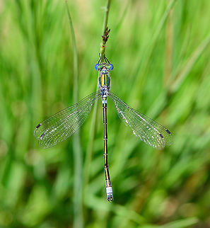 Emerald Damselfly - male, top view 2, Berghem, Netherlands Found near a small pond on a hot day. 
https://www.jungledragon.com/image/100006/emeral_damselfly_-_male_top_view_berghem_netherlands.html
https://www.jungledragon.com/image/100010/emeral_damselfly_-_male_side_view_berghem_netherlands.html
https://www.jungledragon.com/image/100009/emeral_damselfly_-_tandem_berghem_netherlands.html
https://www.jungledragon.com/image/100008/emeral_damselfly_-_tandem_-_closeup_berghem_netherlands.html Berghem,Emerald damselfly,Europe,Geotagged,Lestes sponsa,Netherlands,Summer,World