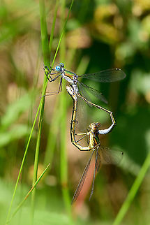 Emerald Damselfly - tandem - closeup, Berghem, Netherlands Found near a small pond on a hot day. 
https://www.jungledragon.com/image/100006/emeral_damselfly_-_male_top_view_berghem_netherlands.html
https://www.jungledragon.com/image/100007/emeral_damselfly_-_male_top_view_2_berghem_netherlands.html
https://www.jungledragon.com/image/100010/emeral_damselfly_-_male_side_view_berghem_netherlands.html
https://www.jungledragon.com/image/100009/emeral_damselfly_-_tandem_berghem_netherlands.html Berghem,Emerald damselfly,Europe,Lestes sponsa,Netherlands,World