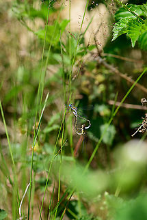 Emerald Damselfly - tandem, Berghem, Netherlands Found near a small pond on a hot day. 
https://www.jungledragon.com/image/100006/emeral_damselfly_-_male_top_view_berghem_netherlands.html
https://www.jungledragon.com/image/100007/emeral_damselfly_-_male_top_view_2_berghem_netherlands.html
https://www.jungledragon.com/image/100010/emeral_damselfly_-_male_side_view_berghem_netherlands.html
https://www.jungledragon.com/image/100008/emeral_damselfly_-_tandem_-_closeup_berghem_netherlands.html Berghem,Emerald damselfly,Europe,Lestes sponsa,Netherlands,World