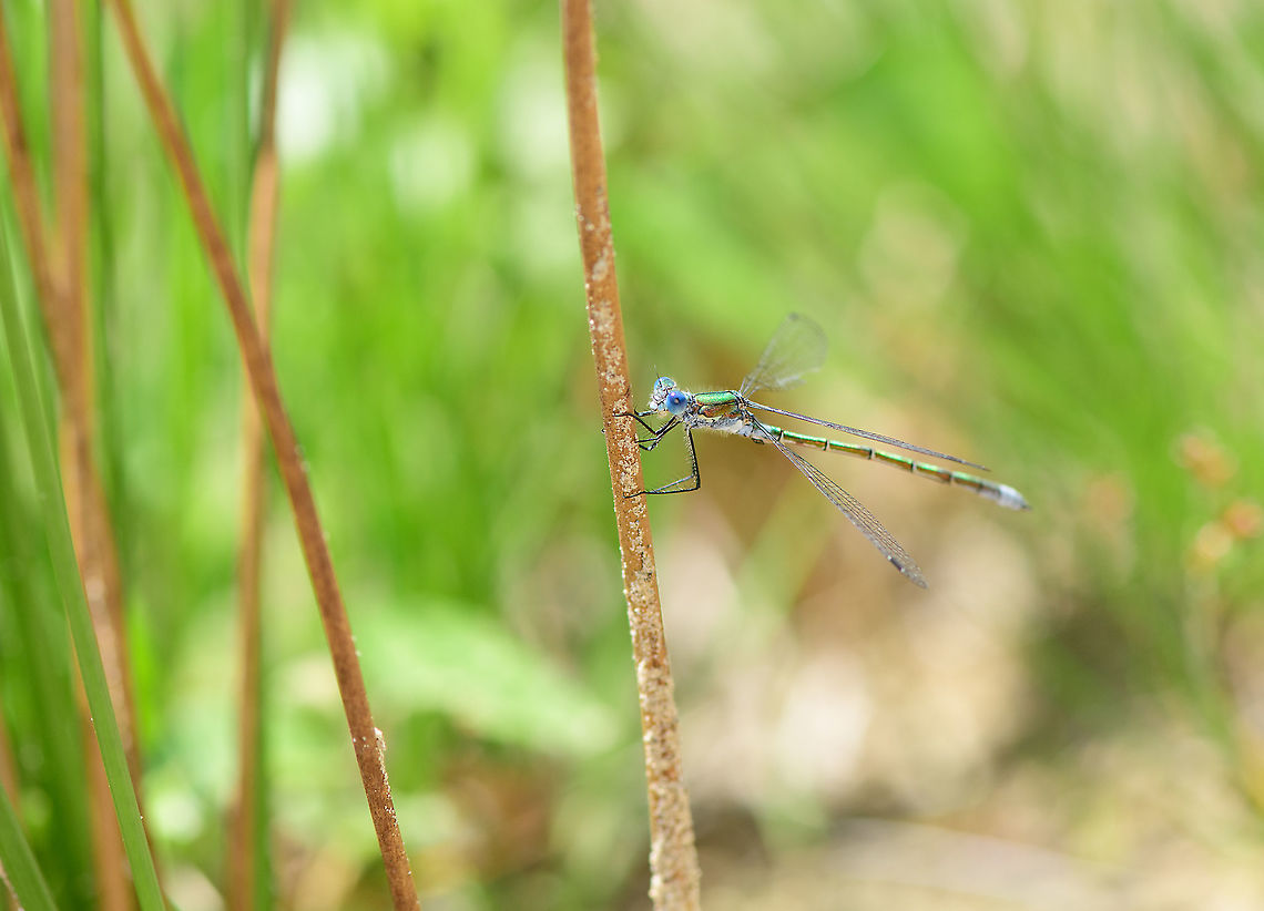 Emerald Damselfly - male, side view, Berghem, Netherlands Found near a small pond on a hot day. <br />
<figure class="photo"><a href="https://www.jungledragon.com/image/100006/emerald_damselfly_-_male_top_view_berghem_netherlands.html" title="Emerald Damselfly - male, top view, Berghem, Netherlands"><img src="https://s3.amazonaws.com/media.jungledragon.com/images/2/100006_thumb.jpg?AWSAccessKeyId=05GMT0V3GWVNE7GGM1R2&Expires=1759968010&Signature=%2BLTARuKxslwLXw2kJlHvVbRySxw%3D" width="102" height="152" alt="Emerald Damselfly - male, top view, Berghem, Netherlands Found near a small pond on a hot day. <br />
https://www.jungledragon.com/image/100007/emeral_damselfly_-_male_top_view_2_berghem_netherlands.html<br />
https://www.jungledragon.com/image/100010/emeral_damselfly_-_male_side_view_berghem_netherlands.html<br />
https://www.jungledragon.com/image/100009/emeral_damselfly_-_tandem_berghem_netherlands.html<br />
https://www.jungledragon.com/image/100008/emeral_damselfly_-_tandem_-_closeup_berghem_netherlands.html Berghem,Emerald damselfly,Europe,Geotagged,Lestes sponsa,Netherlands,Summer,World" /></a></figure><br />
<figure class="photo"><a href="https://www.jungledragon.com/image/100007/emerald_damselfly_-_male_top_view_2_berghem_netherlands.html" title="Emerald Damselfly - male, top view 2, Berghem, Netherlands"><img src="https://s3.amazonaws.com/media.jungledragon.com/images/2/100007_thumb.jpg?AWSAccessKeyId=05GMT0V3GWVNE7GGM1R2&Expires=1759968010&Signature=%2F40sweg0JMkVb%2BRtUfF%2Bd1czri4%3D" width="142" height="152" alt="Emerald Damselfly - male, top view 2, Berghem, Netherlands Found near a small pond on a hot day. <br />
https://www.jungledragon.com/image/100006/emeral_damselfly_-_male_top_view_berghem_netherlands.html<br />
https://www.jungledragon.com/image/100010/emeral_damselfly_-_male_side_view_berghem_netherlands.html<br />
https://www.jungledragon.com/image/100009/emeral_damselfly_-_tandem_berghem_netherlands.html<br />
https://www.jungledragon.com/image/100008/emeral_damselfly_-_tandem_-_closeup_berghem_netherlands.html Berghem,Emerald damselfly,Europe,Geotagged,Lestes sponsa,Netherlands,Summer,World" /></a></figure><br />
<figure class="photo"><a href="https://www.jungledragon.com/image/100009/emerald_damselfly_-_tandem_berghem_netherlands.html" title="Emerald Damselfly - tandem, Berghem, Netherlands"><img src="https://s3.amazonaws.com/media.jungledragon.com/images/2/100009_thumb.jpg?AWSAccessKeyId=05GMT0V3GWVNE7GGM1R2&Expires=1759968010&Signature=mJ2tLLrTNGpCj1U0XU1UpuKtnTI%3D" width="102" height="152" alt="Emerald Damselfly - tandem, Berghem, Netherlands Found near a small pond on a hot day. <br />
https://www.jungledragon.com/image/100006/emeral_damselfly_-_male_top_view_berghem_netherlands.html<br />
https://www.jungledragon.com/image/100007/emeral_damselfly_-_male_top_view_2_berghem_netherlands.html<br />
https://www.jungledragon.com/image/100010/emeral_damselfly_-_male_side_view_berghem_netherlands.html<br />
https://www.jungledragon.com/image/100008/emeral_damselfly_-_tandem_-_closeup_berghem_netherlands.html Berghem,Emerald damselfly,Europe,Lestes sponsa,Netherlands,World" /></a></figure><br />
<figure class="photo"><a href="https://www.jungledragon.com/image/100008/emerald_damselfly_-_tandem_-_closeup_berghem_netherlands.html" title="Emerald Damselfly - tandem - closeup, Berghem, Netherlands"><img src="https://s3.amazonaws.com/media.jungledragon.com/images/2/100008_thumb.jpg?AWSAccessKeyId=05GMT0V3GWVNE7GGM1R2&Expires=1759968010&Signature=GzHSV0mRfPQi2ZlEEqaHZS%2Bbdhs%3D" width="102" height="152" alt="Emerald Damselfly - tandem - closeup, Berghem, Netherlands Found near a small pond on a hot day. <br />
https://www.jungledragon.com/image/100006/emeral_damselfly_-_male_top_view_berghem_netherlands.html<br />
https://www.jungledragon.com/image/100007/emeral_damselfly_-_male_top_view_2_berghem_netherlands.html<br />
https://www.jungledragon.com/image/100010/emeral_damselfly_-_male_side_view_berghem_netherlands.html<br />
https://www.jungledragon.com/image/100009/emeral_damselfly_-_tandem_berghem_netherlands.html Berghem,Emerald damselfly,Europe,Lestes sponsa,Netherlands,World" /></a></figure> Berghem,Emerald damselfly,Europe,Geotagged,Lestes sponsa,Netherlands,Summer,World