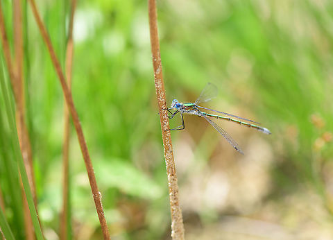 Emerald Damselfly - male, side view, Berghem, Netherlands Found near a small pond on a hot day. 
https://www.jungledragon.com/image/100006/emeral_damselfly_-_male_top_view_berghem_netherlands.html
https://www.jungledragon.com/image/100007/emeral_damselfly_-_male_top_view_2_berghem_netherlands.html
https://www.jungledragon.com/image/100009/emeral_damselfly_-_tandem_berghem_netherlands.html
https://www.jungledragon.com/image/100008/emeral_damselfly_-_tandem_-_closeup_berghem_netherlands.html Berghem,Emerald damselfly,Europe,Geotagged,Lestes sponsa,Netherlands,Summer,World