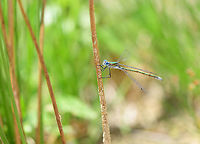 Emerald Damselfly - male, side view, Berghem, Netherlands Found near a small pond on a hot day. <br />
https://www.jungledragon.com/image/100006/emeral_damselfly_-_male_top_view_berghem_netherlands.html<br />
https://www.jungledragon.com/image/100007/emeral_damselfly_-_male_top_view_2_berghem_netherlands.html<br />
https://www.jungledragon.com/image/100009/emeral_damselfly_-_tandem_berghem_netherlands.html<br />
https://www.jungledragon.com/image/100008/emeral_damselfly_-_tandem_-_closeup_berghem_netherlands.html Berghem,Emerald damselfly,Europe,Geotagged,Lestes sponsa,Netherlands,Summer,World