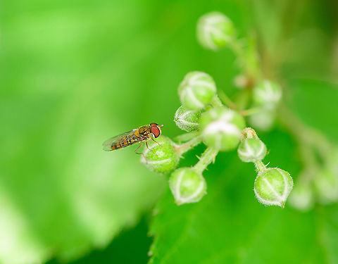 Marmalade hoverfly, Berghem, Netherlands  Berghem,Episyrphus balteatus,Europe,Marmalade hoverfly,Netherlands,World