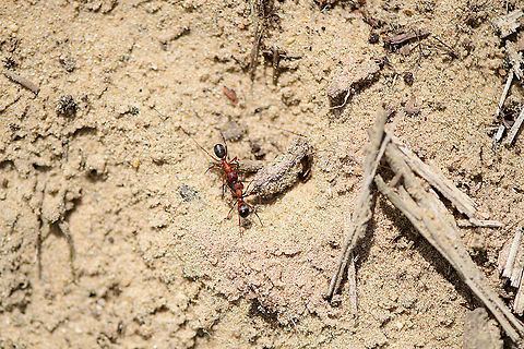 Southern wood ants at war, Berghem, Netherlands A common behavior of this species: when members from neighboring nests meet, they go to war. Berghem,Europe,Formica rufa,Netherlands,Southern wood ant,World