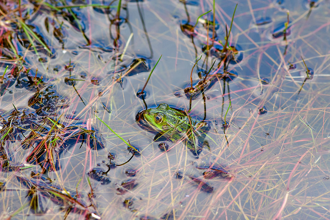Edible Frog - Berghem, Netherlands One of 4 individuals found in a shallow pond on a hot day.<br />
<figure class="photo"><a href="https://www.jungledragon.com/image/100264/edible_frog_-_2_berghem_netherlands.html" title="Edible Frog - 2, Berghem, Netherlands"><img src="https://s3.amazonaws.com/media.jungledragon.com/images/2/100264_thumb.jpg?AWSAccessKeyId=05GMT0V3GWVNE7GGM1R2&Expires=1767225610&Signature=Iry537NzjSkeo6COwLq60m9CK9M%3D" width="200" height="142" alt="Edible Frog - 2, Berghem, Netherlands One of 4 individuals found in a shallow pond on a hot day.<br />
https://www.jungledragon.com/image/100263/edible_frog_-_berghem_netherlands.html Berghem,Edible frog,Europe,Netherlands,Pelophylax kl. esculentus,World" /></a></figure> Berghem,Edible frog,Europe,Geotagged,Netherlands,Pelophylax kl. esculentus,Summer,World