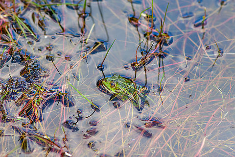 Edible Frog - Berghem, Netherlands One of 4 individuals found in a shallow pond on a hot day.
https://www.jungledragon.com/image/100264/edible_frog_-_2_berghem_netherlands.html Berghem,Edible frog,Europe,Geotagged,Netherlands,Pelophylax kl. esculentus,Summer,World