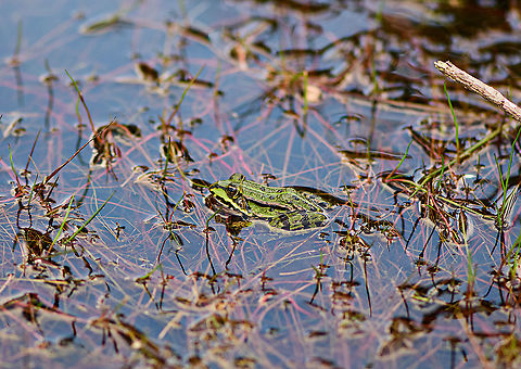 Edible Frog - 2, Berghem, Netherlands One of 4 individuals found in a shallow pond on a hot day.
https://www.jungledragon.com/image/100263/edible_frog_-_berghem_netherlands.html Berghem,Edible frog,Europe,Netherlands,Pelophylax kl. esculentus,World