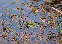 Edible Frog - 2, Berghem, Netherlands One of 4 individuals found in a shallow pond on a hot day.<br />
https://www.jungledragon.com/image/100263/edible_frog_-_berghem_netherlands.html Berghem,Edible frog,Europe,Netherlands,Pelophylax kl. esculentus,World