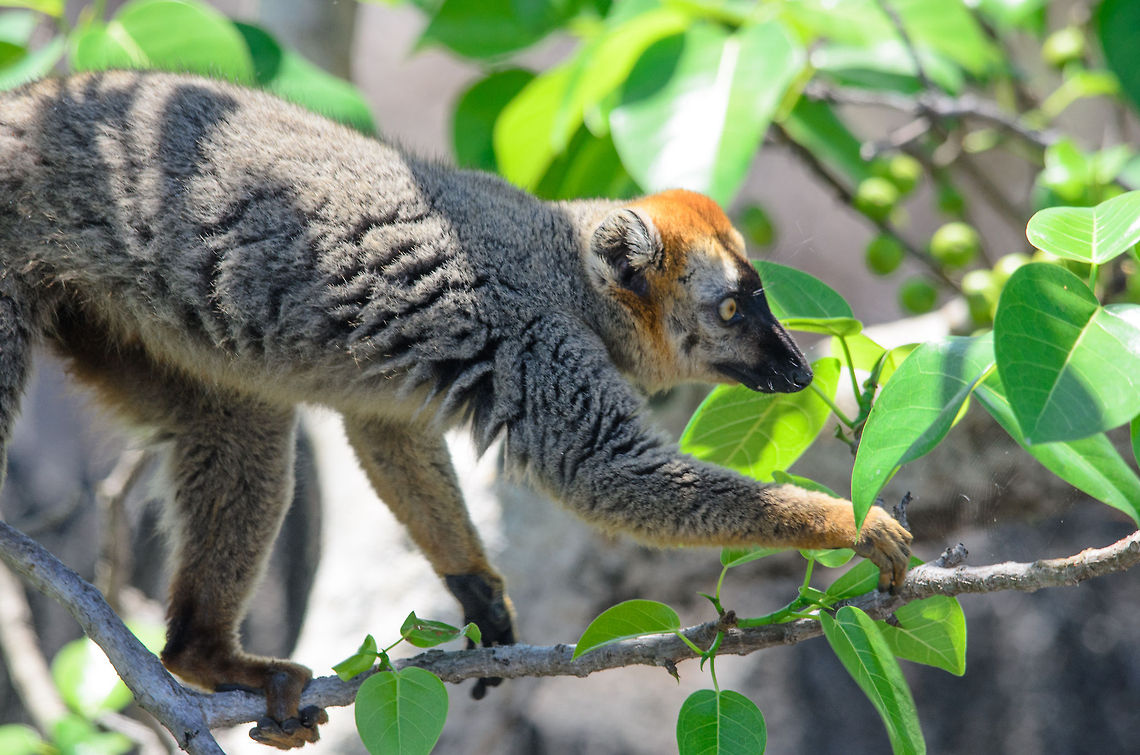 Tree Walker Their brains may be smaller than most primates, red-fronted lemurs are skillful tree heroes. The thinnest of branches does not stop them from getting the rewards they want and need. Eulemur rufifrons,Madagascar,Red-fronted lemur,Tsingy de Bemaraha National Park
