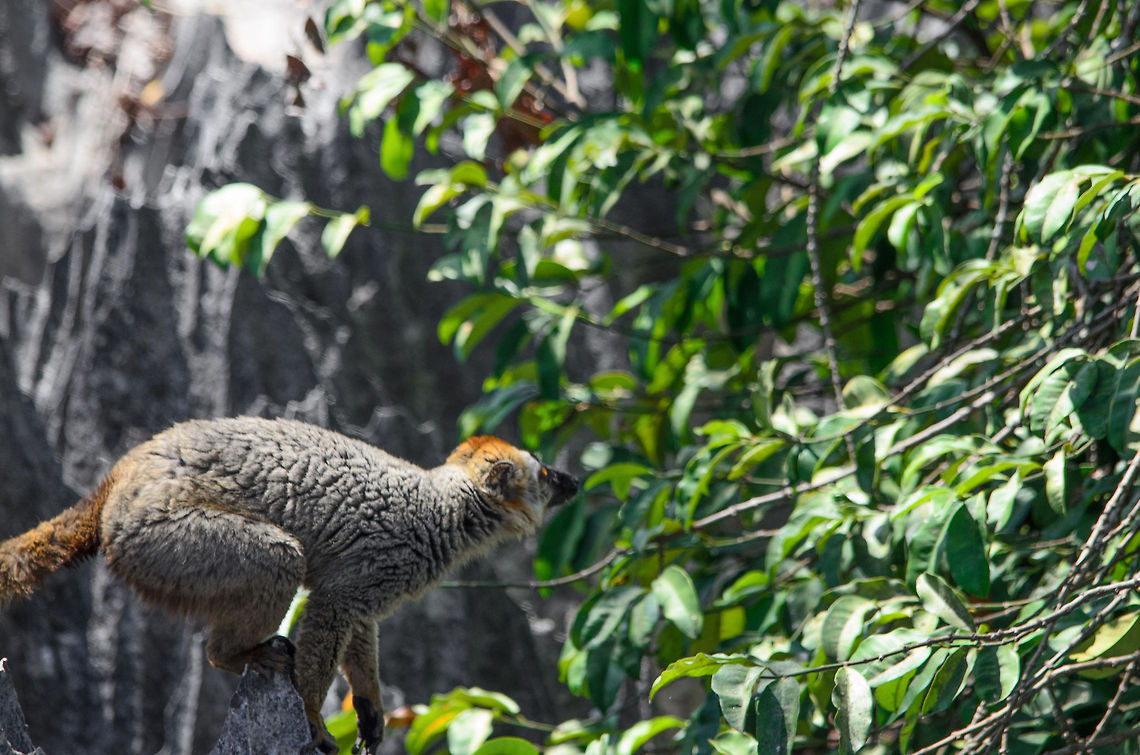Male red-fronted Lemur pre jump A male red-fronted lemur, one second before making a large leap to a tree. As you can see, its entire body os concentrated on one small and sharp limestone formation in Tsingy, Madagascar. Eulemur rufifrons,Madagascar,Red-fronted lemur,Tsingy de Bemaraha National Park