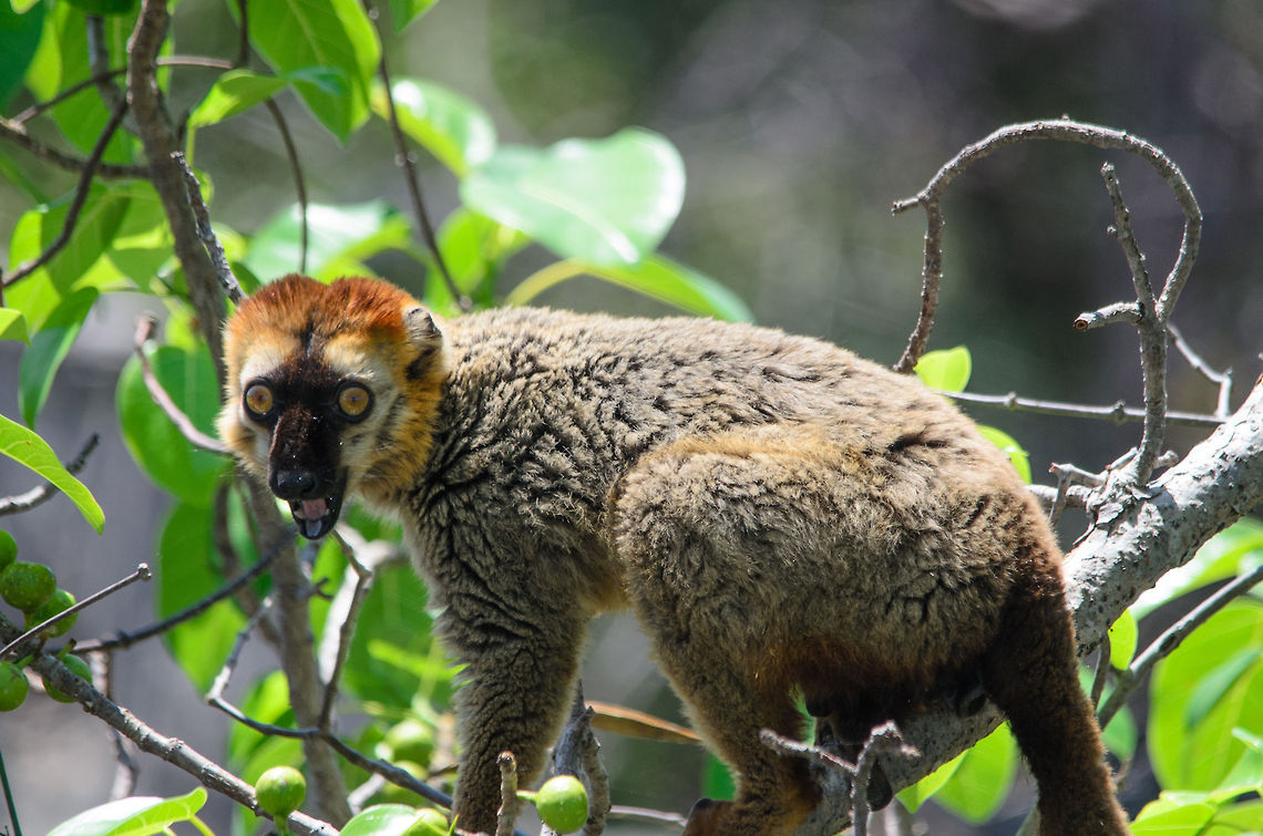 Male red-fronted Lemur in Tsingy fruit tree  Eulemur rufifrons,Madagascar,Red-fronted lemur,Tsingy de Bemaraha National Park