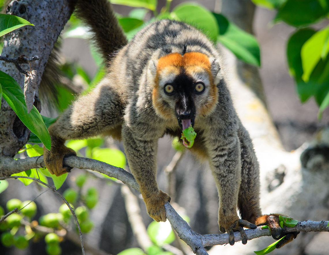Red-fronted Lemur in Tsingy Red-fronted lemurs are many things, but shy they are not. This male red-fronted lemur eats with passion. Eulemur rufifrons,Madagascar,Red-fronted lemur,Tsingy de Bemaraha National Park
