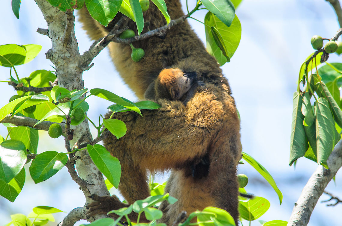 Tree-born There is no day care center for young lemurs, from day one you get to travel along with mum. Eulemur rufifrons,Madagascar,Red-fronted lemur,Tsingy de Bemaraha National Park