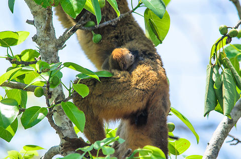 Tree-born There is no day care center for young lemurs, from day one you get to travel along with mum. Eulemur rufifrons,Madagascar,Red-fronted lemur,Tsingy de Bemaraha National Park