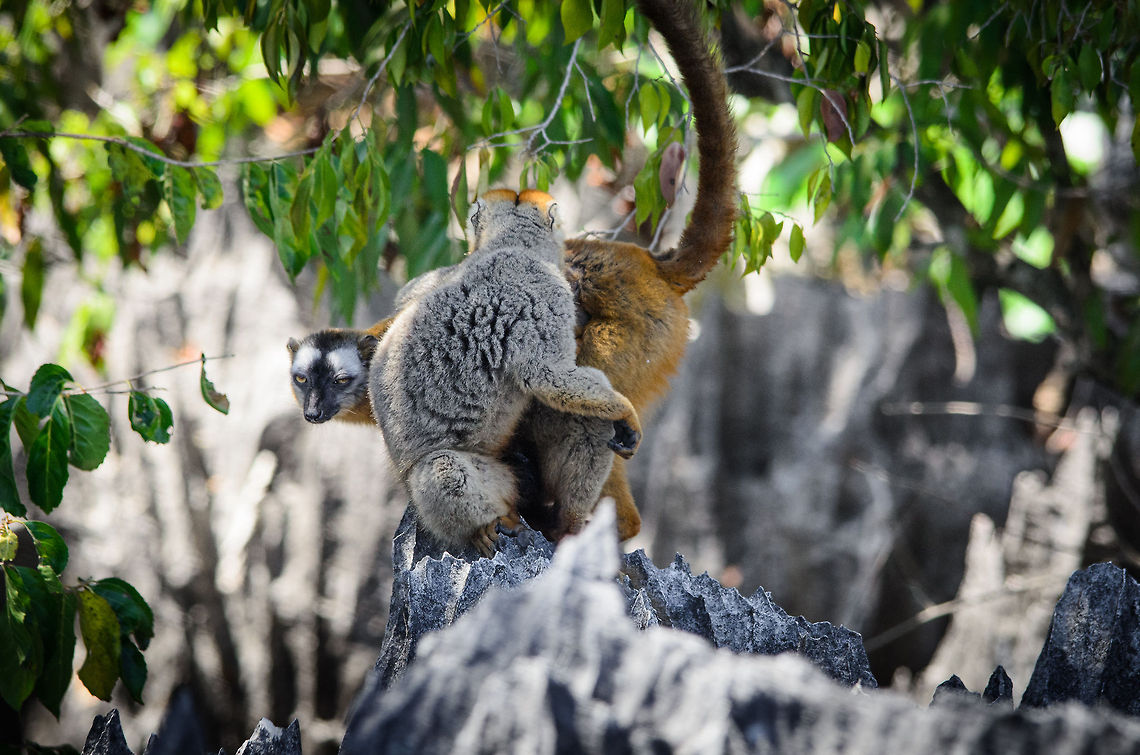 Family matters An entire family of Red-fronted lemurs (male, female, baby) meets at one of the millions of razor sharp limestone spikes in Tsingy, Madagascar. Their world is one of great dangers and great treats. Eulemur rufifrons,Madagascar,Red-fronted lemur,Tsingy de Bemaraha National Park