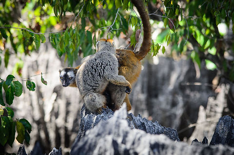 Family matters An entire family of Red-fronted lemurs (male, female, baby) meets at one of the millions of razor sharp limestone spikes in Tsingy, Madagascar. Their world is one of great dangers and great treats. Eulemur rufifrons,Madagascar,Red-fronted lemur,Tsingy de Bemaraha National Park