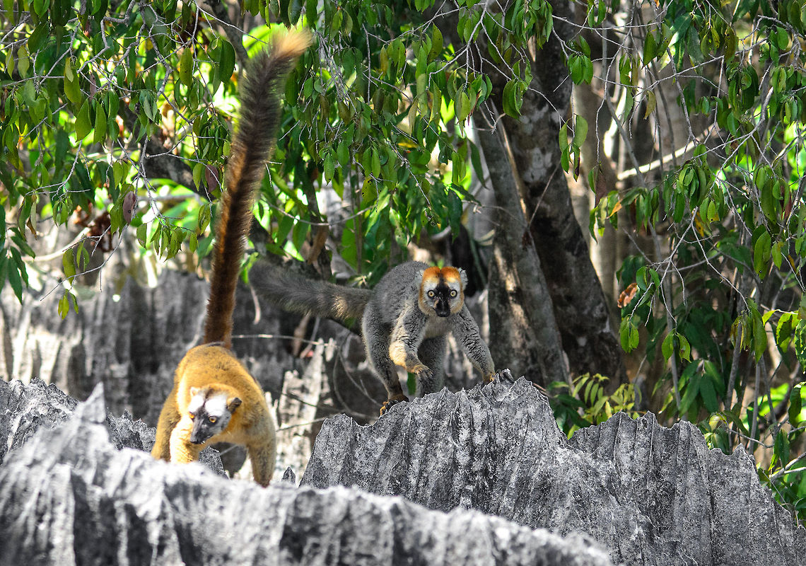 Family on the move As dangerous at the Tsingy limestone spikes appear, its inhabitants seem oblivious to it. It&#039;s just another platform to jump on or to. Eulemur rufifrons,Madagascar,Red-fronted lemur,Tsingy de Bemaraha National Park