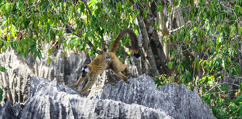 Lemur family walk A female Red-fronted lemur with baby jumps from spike to spike in Tsingy, Madagascar. Eulemur rufifrons,Madagascar,Red-fronted lemur,Tsingy de Bemaraha National Park